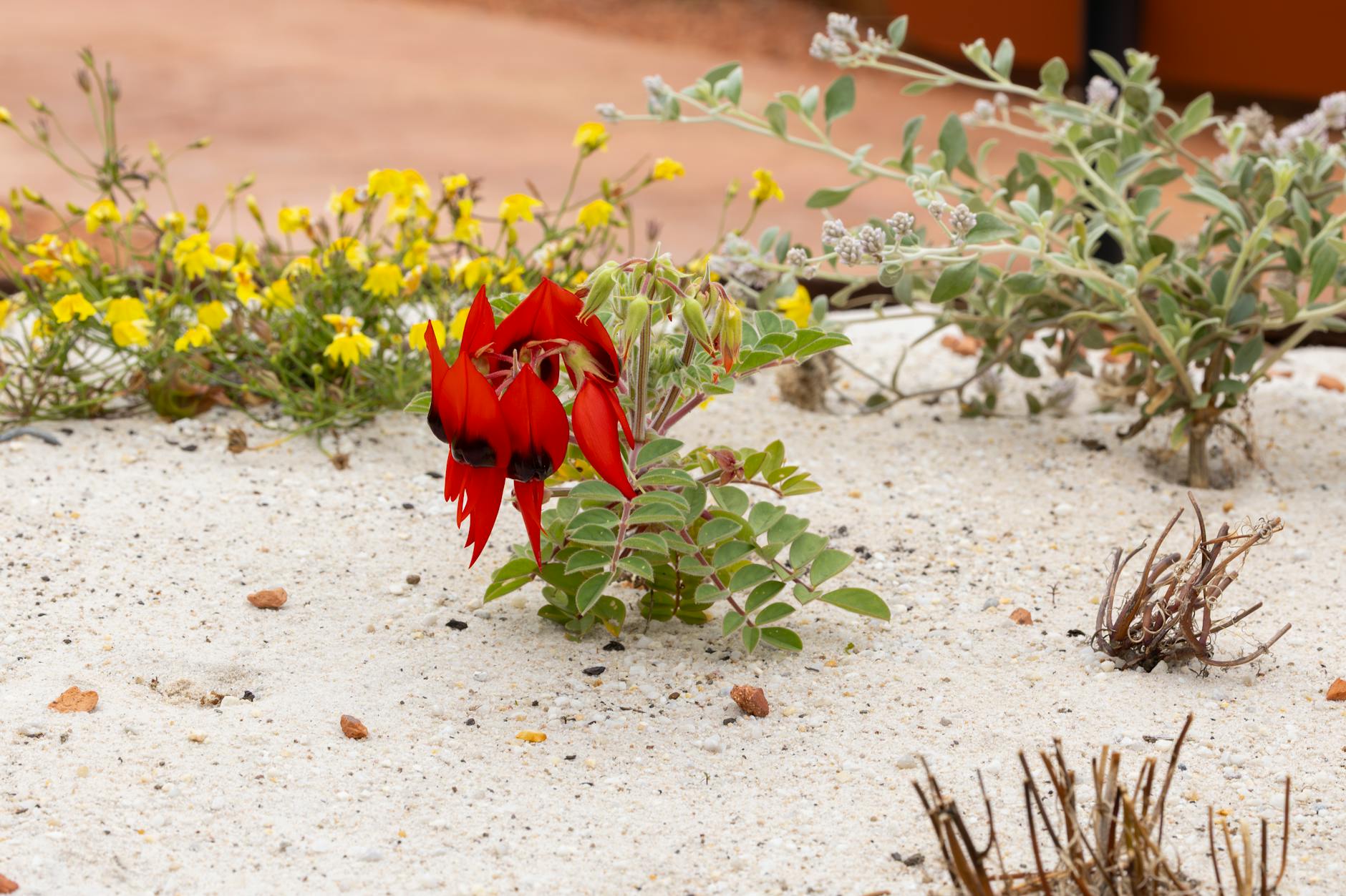 The Monk in the Garden Who Changed Biology Forever